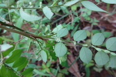 Phyllanthus airy-shawii